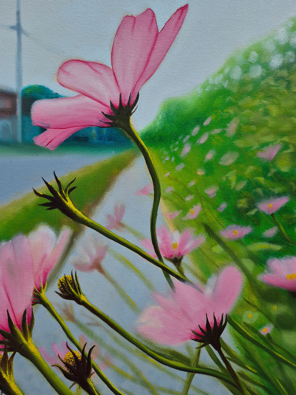 Late SummerCosmos